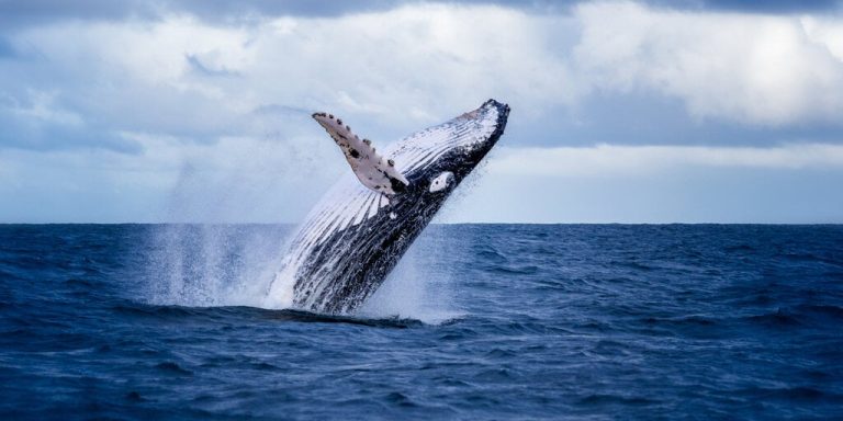 Ethereum Whale discharges $ 27 million after held 9 years