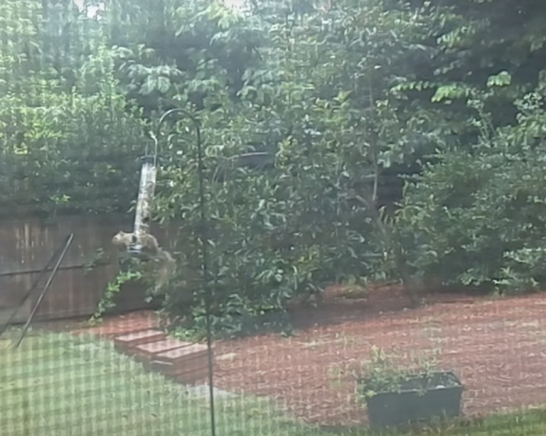 Squirrels vs. AI in This DIY Backyard Build